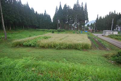 夏ソバ畑の草刈りが終了しました。