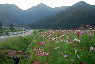 大源太の県道脇のコスモスが咲き始めました。