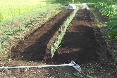 化成肥料を約５００ｇ与えてから土寄せをして作業完了しました。