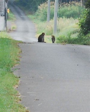 畑に行くと昨日の夕方の猿たちが、道路にたむろしていました。