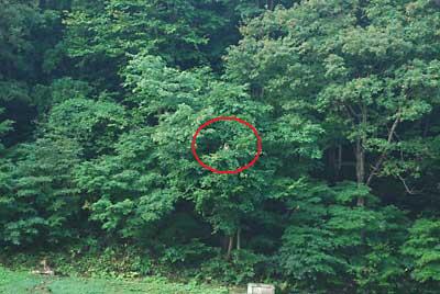猿が大源太農園の近くの田んぼの傍の樹木に登って偵察していました。