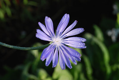 チコリの花のブルーがとてもきれいです。