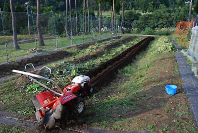 ソバ畑の耕耘が終わってから、管理機のポチでサツマイモ畑を耕耘しました。