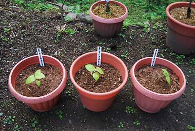 朝イチで、「木になるトマト」を大型の鉢に定植しました。
