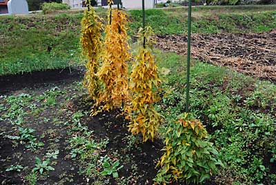 短径自然薯も葉っぱが黄色くなり、収穫の適期になりました。