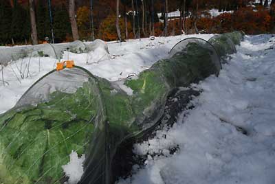 白菜を雪に当ててから収穫する予定だったのですが予想を反して生育が思わしくありません。