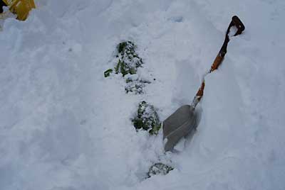 雪を１ｍほど掘ってやっと白菜が出て来ました。