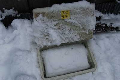 １１月２４日に雪を入れて冬眠させておいたコシアブラを １ヶ月ぶりに取り出しました。