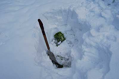 約８０cmくらいの雪の下の白菜を掘り出しました。
