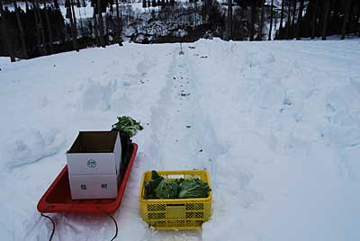 何とか雪下白菜の収穫が終わりました。