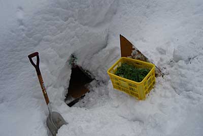 雪室から白菜を収穫？しました。