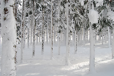 杉が吹雪で白くなってきれいでした。