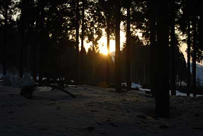 作業が終わる頃、杉林の中からの夕陽がとってもきれいでした。