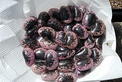 花豆は、群馬の片品産で、一級クラスの豆を使いました。