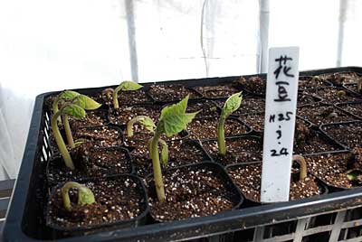 花豆は種も大きいけど苗もビックです。