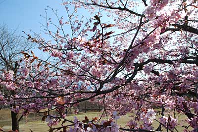 中央公園の紅山桜がとってもきれいでした。