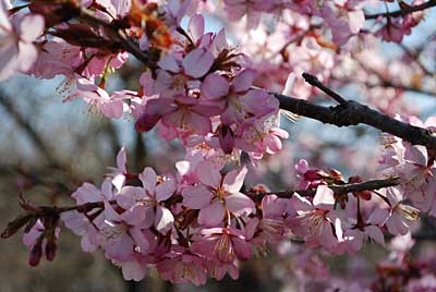 紅山桜の花は、濃いピンク色がみごとです！