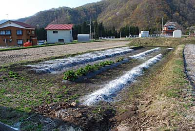 こちらの畑には、短径自然薯を植える予定です。