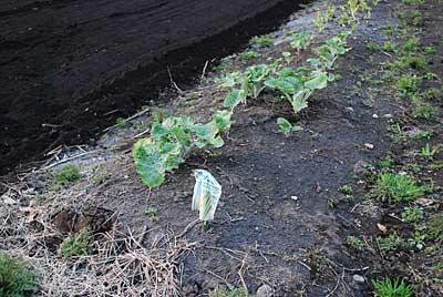 昨年植えて収穫しなかったサラダゴボウが葉を出してきました。