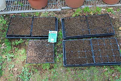 「宝石枝豆」を１１０ポットに種まきしました。