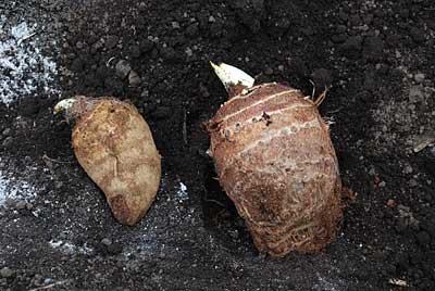 小さいのが市販の土垂れの種芋です。