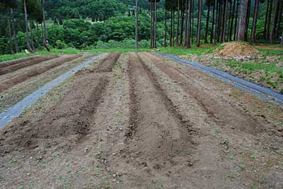 一番右側の畝が枝豆用で、中央の２つが花豆などの畝です。