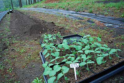 定植日和だったので、枝豆の「宝石枝豆」の苗を７０本定植しました。