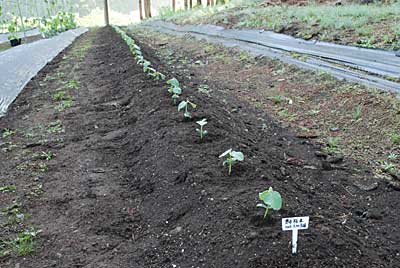 昨日、暗くなるまでかかって定植した枝豆の「宝石枝豆」です。
