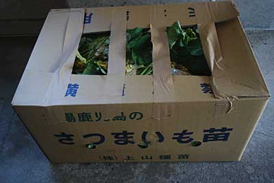 午前中、注文していたサツマイモの苗が鹿児島から届きました。