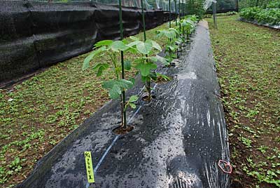 クラカケ豆も順調に生育してくれています。