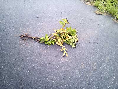 襲われて道に引き抜かれたジャガイモが落ちていました。
