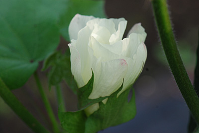 清楚な白のワタの花