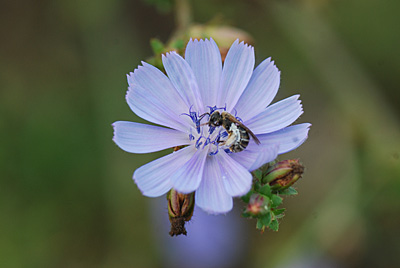 チコリの花 なぜか蜂は、横になって蜜を収穫しています。