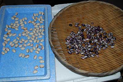 ツルインゲン系の豆の収穫が始まりました。