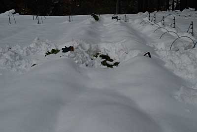 雪の下になった花豆を掘り出すことにしました。