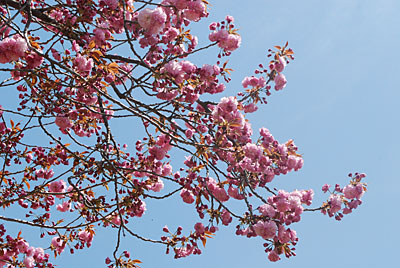 湯沢町もようやく八重桜が咲き出しました。