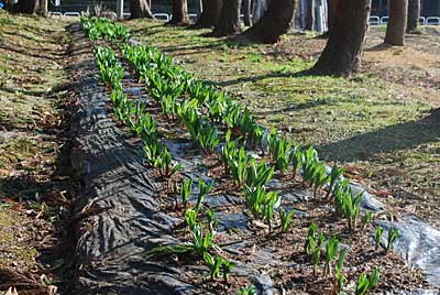 行者ニンニクが春を喜んでいるようで、毎日、グングン伸びています。