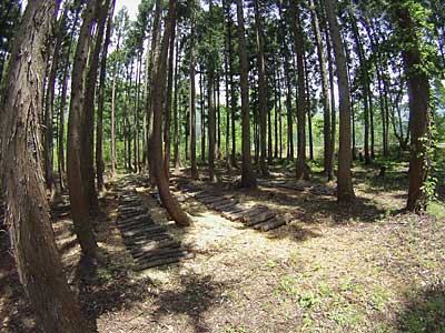 ナメコのホダ木を置く場所が出来たので、さっそくホダ木を林床に並べました。