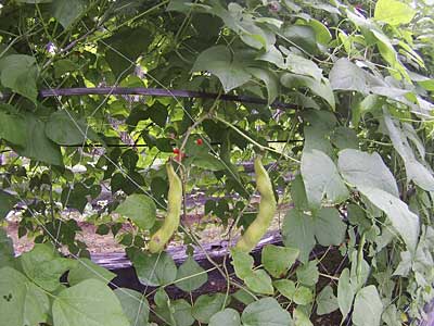 花豆初収穫。