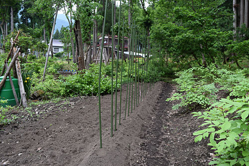 短径自然薯も２３本、定植しました。