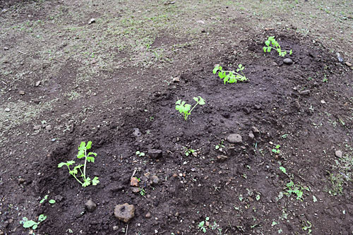 セロリの苗を６ポット畑に定植しました。
