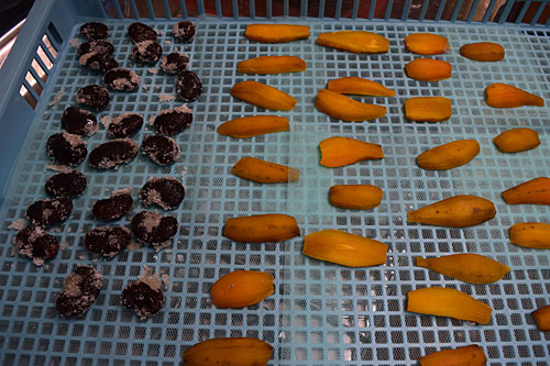 花豆と安納芋の乾燥実験をしてみました。