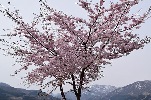 直売所の周辺の桜は満開になりました。