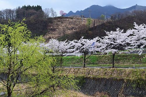 大源太川沿いの桜を見て来ました。