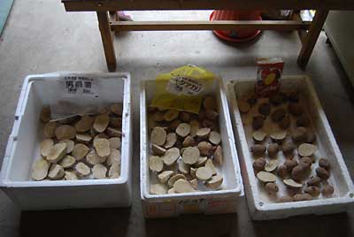 大きいのは半分に割って、種芋の準備完了です。