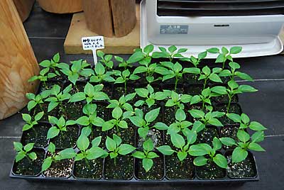 第一弾（自家採取２／６種まき）の苗は、もう露地移植サイズになりました。