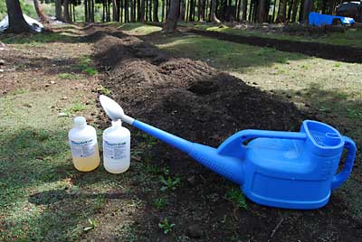 神楽なんばんの連作障害対策のためキトサン溶液を散布してみることにしました。