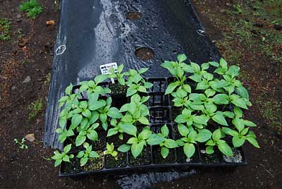 雨の様子をみながら苗を定植しました。