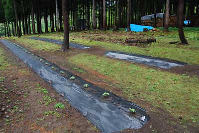株間６０ｃｍで全部で５９本植えました。