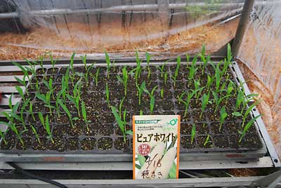 １２８個の種のうち１００本くらい発芽しました。